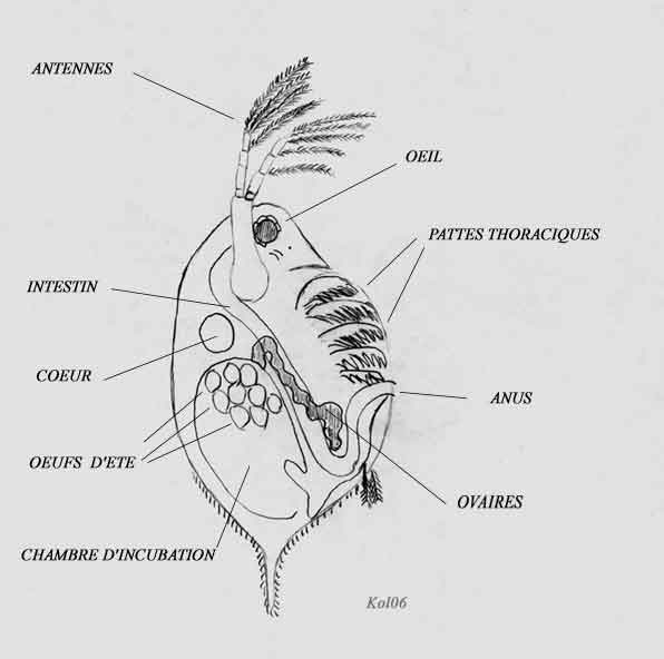 diagramme de daphnie